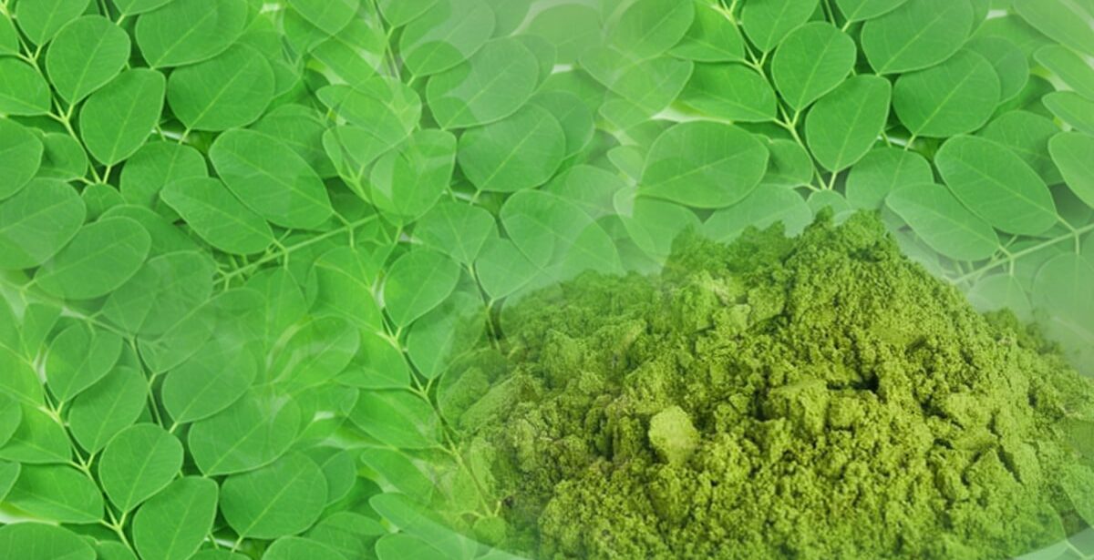 https://blog.tradedata.pro/exporting-market-demand-for-moringa-leaves-growing