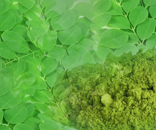 https://blog.tradedata.pro/exporting-market-demand-for-moringa-leaves-growing