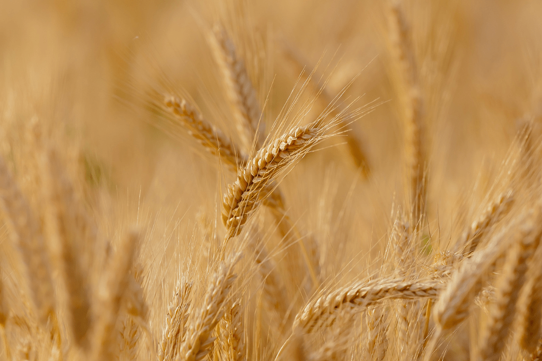 India’s wheat export ban brings worries of global food insecurity