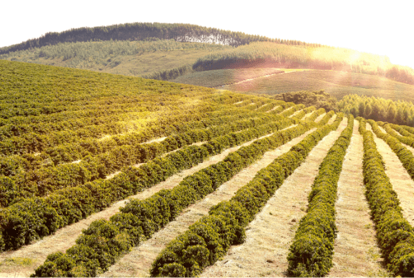 Brazil’s sustainable agriculture vital for the future