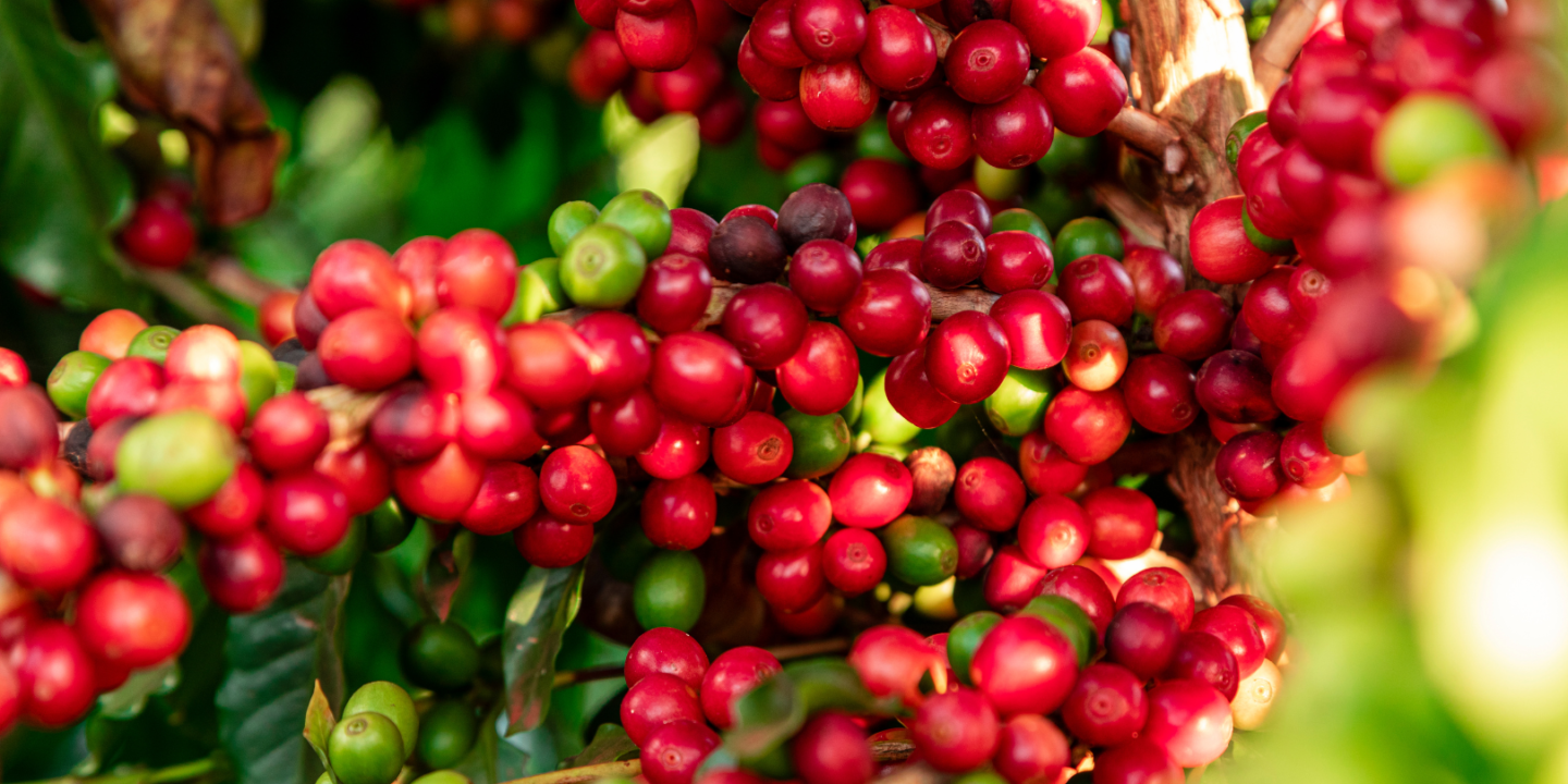 Brazil has been the largest global coffee producer for over 150 years