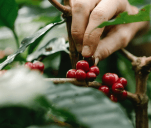 Brazil's coffee production is expected to grow in 2023.