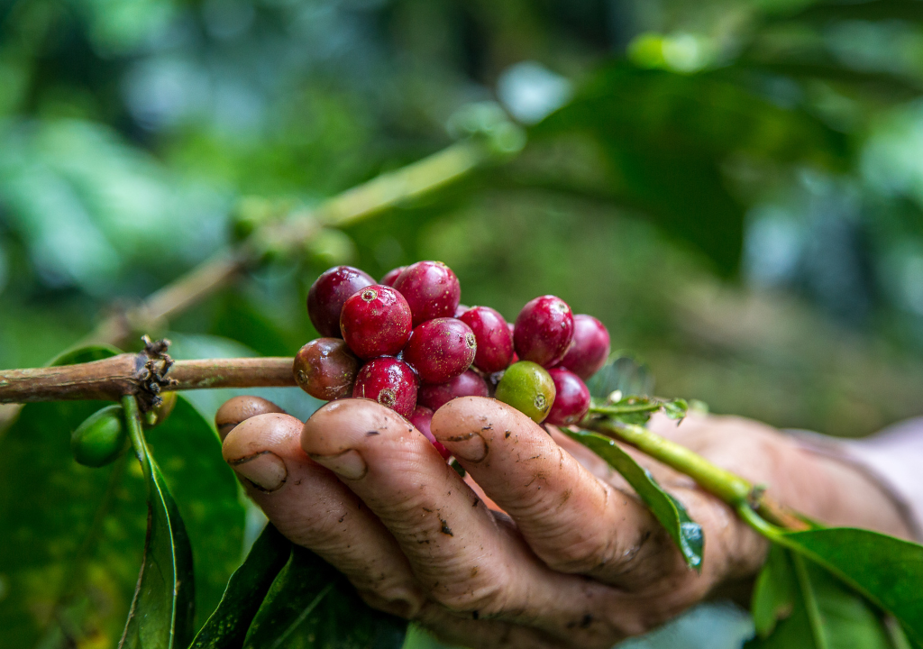 Colombia is the great supplier in the world for Arabica coffee beans