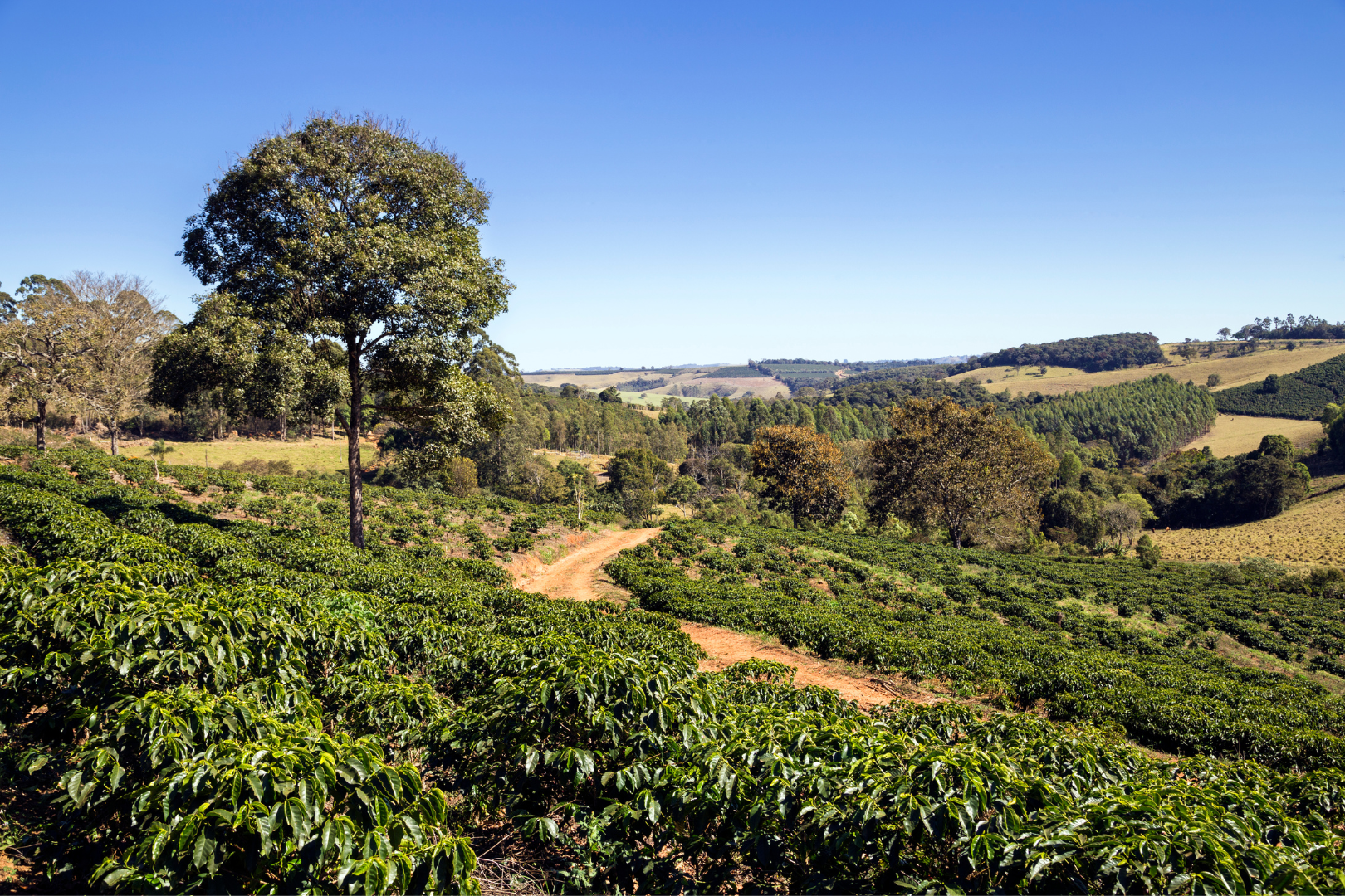 Minas Gerais, Brazil's top coffee producer, boasts towering mountains for optimal coffee cultivationMinas Gerais, Brazil's top coffee producer, boasts towering mountains for optimal coffee cultivation