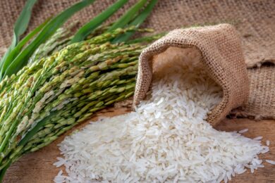 Navigating Food Supply Challenges in Southeast Asia Amid India's Rice Export Ban