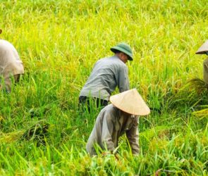 Vietnam’s Rice Industry Adapts to Global Demand Surge